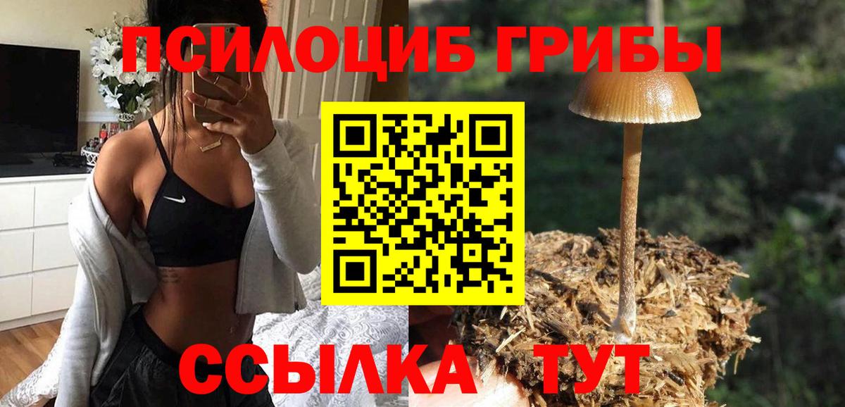 Беслан  Псилоцибиновые грибы Psilocybine cubensis  Вход с VPN 
